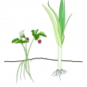 Aardbeiplanten stimuleren